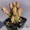 Acanthocereus Tetragonus Variegated - Fairy Castle Cactus