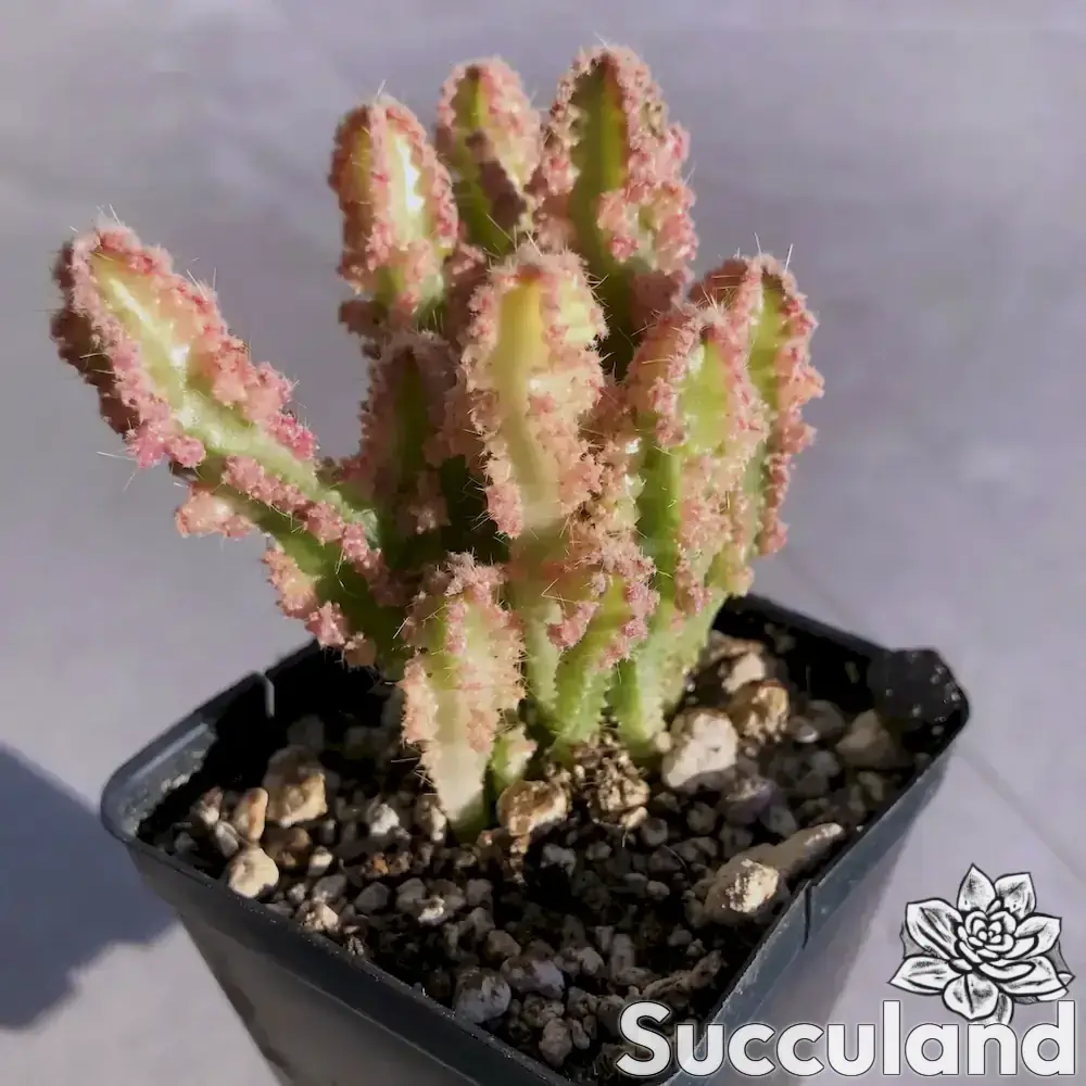 Acanthocereus Tetragonus Variegated - Fairy Castle Cactus