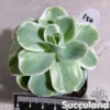 Echeveria Lemon Rose Variegated