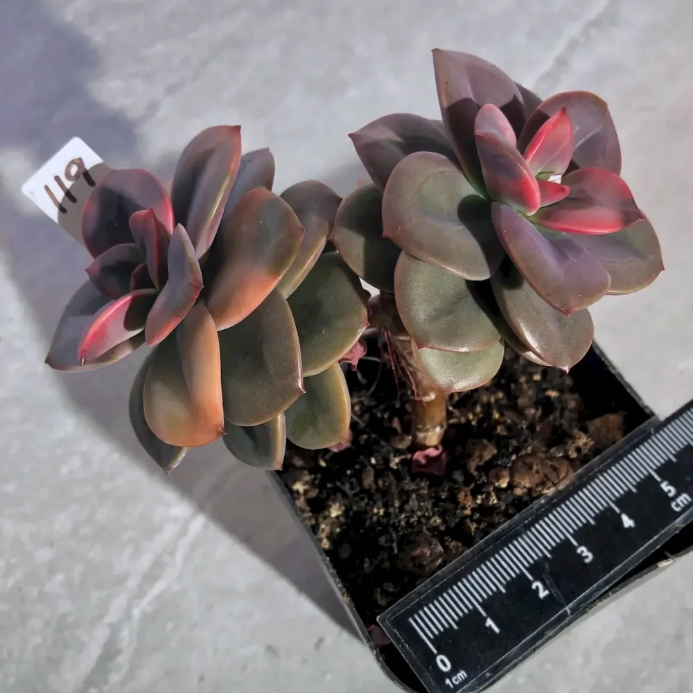 Echeveria Chroma