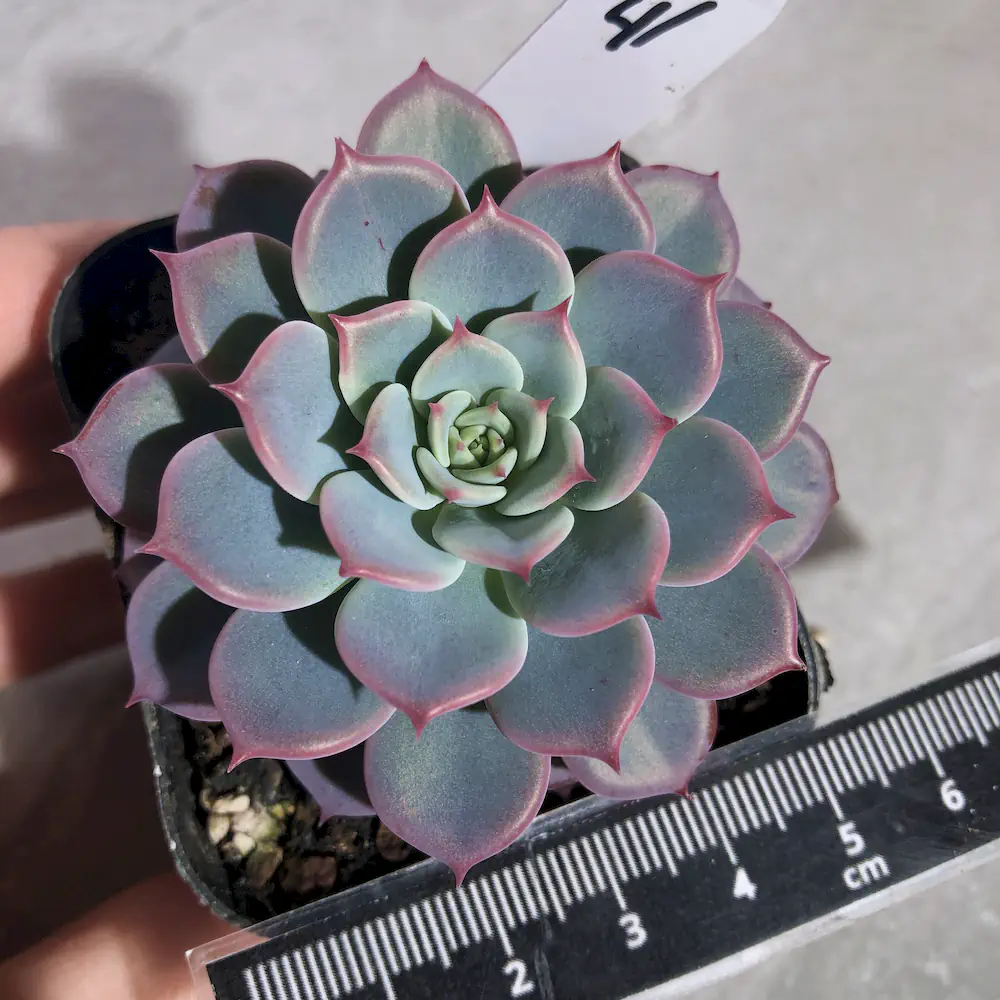 Echeveria Laulensis