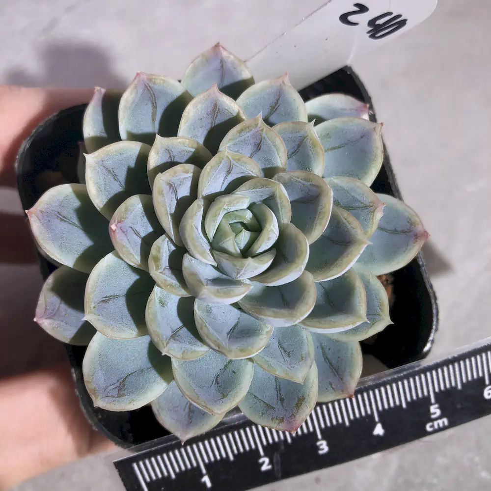 Echeveria Blue Surprise Hybrid