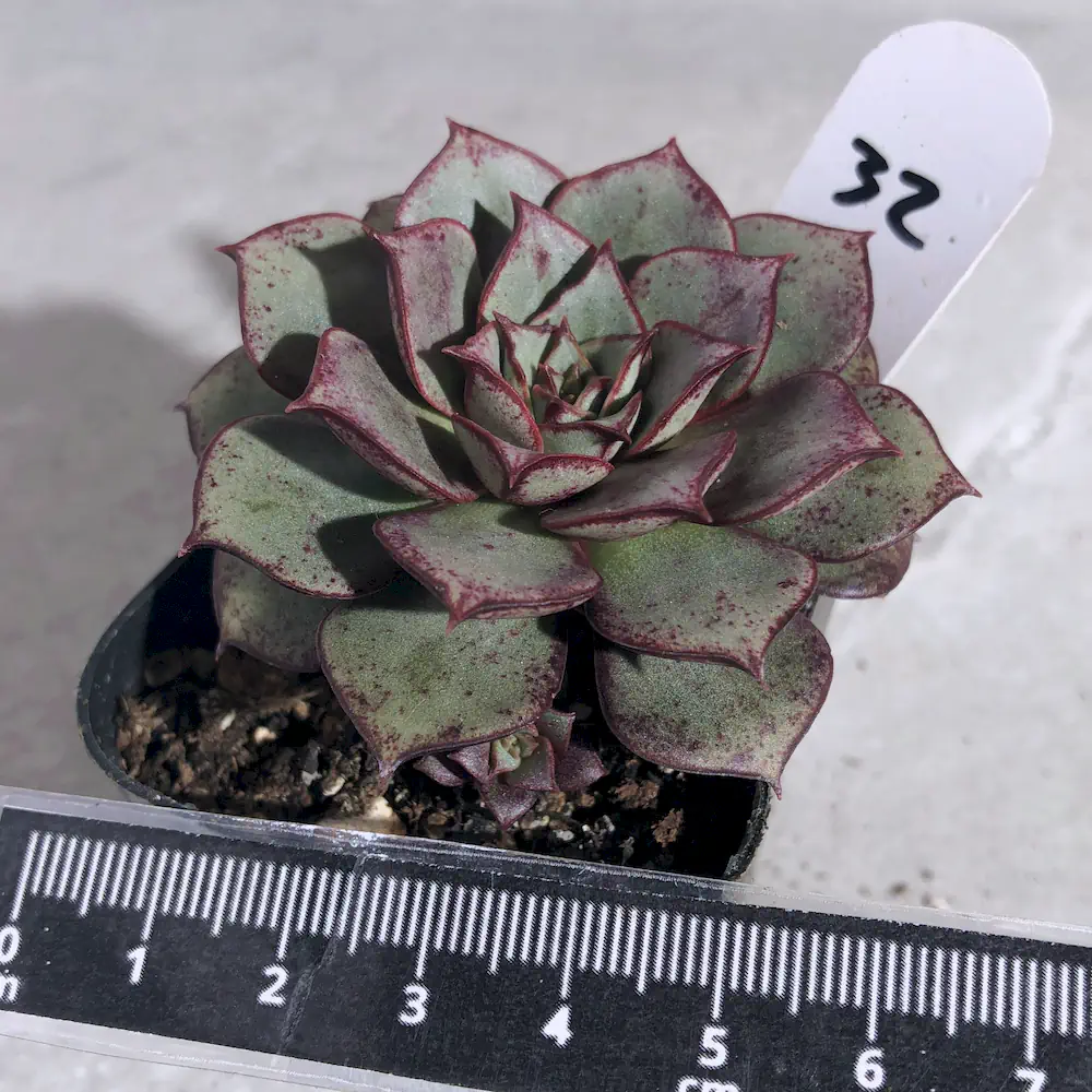 Echeveria Longissima Var. Aztatlensis