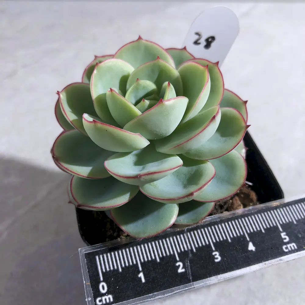 Echeveria Panamera