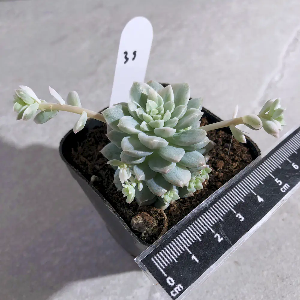 Echeveria Prolifica Variegated