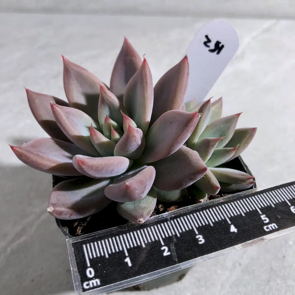 Echeveria Wedding Ring ('Mojie')