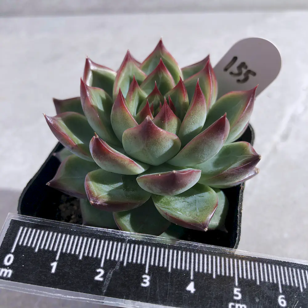 Echeveria Fire Pillar