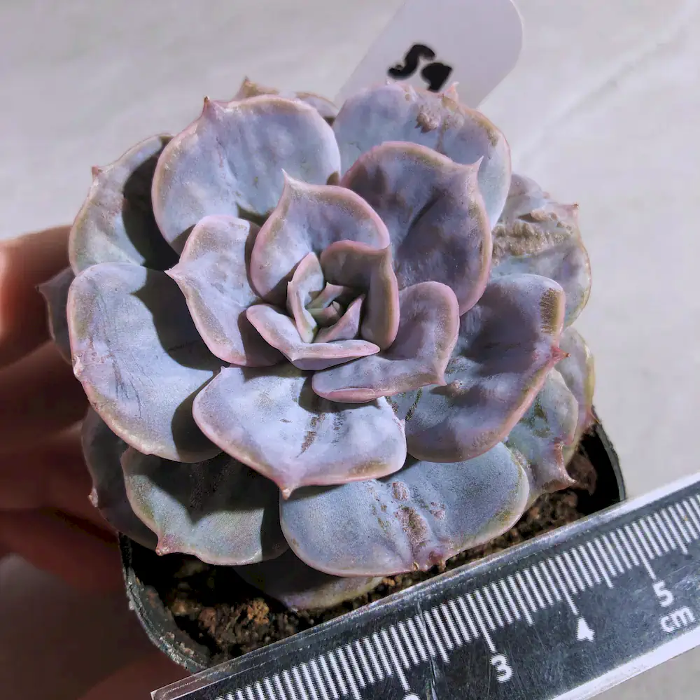 Echeveria Lola "Petrified"