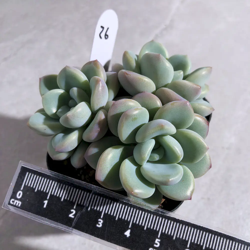 Graptoveria White Dew