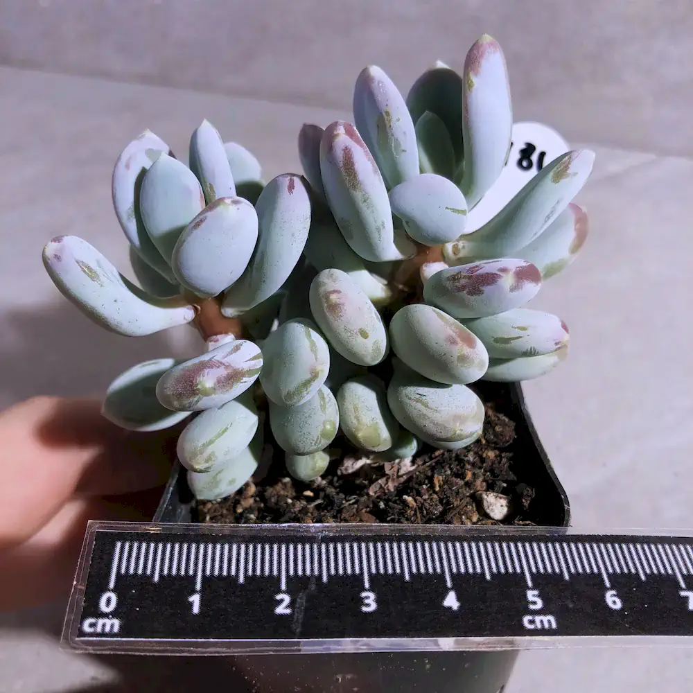Pachyphytum Glutinicaule - Sticky Moonstones