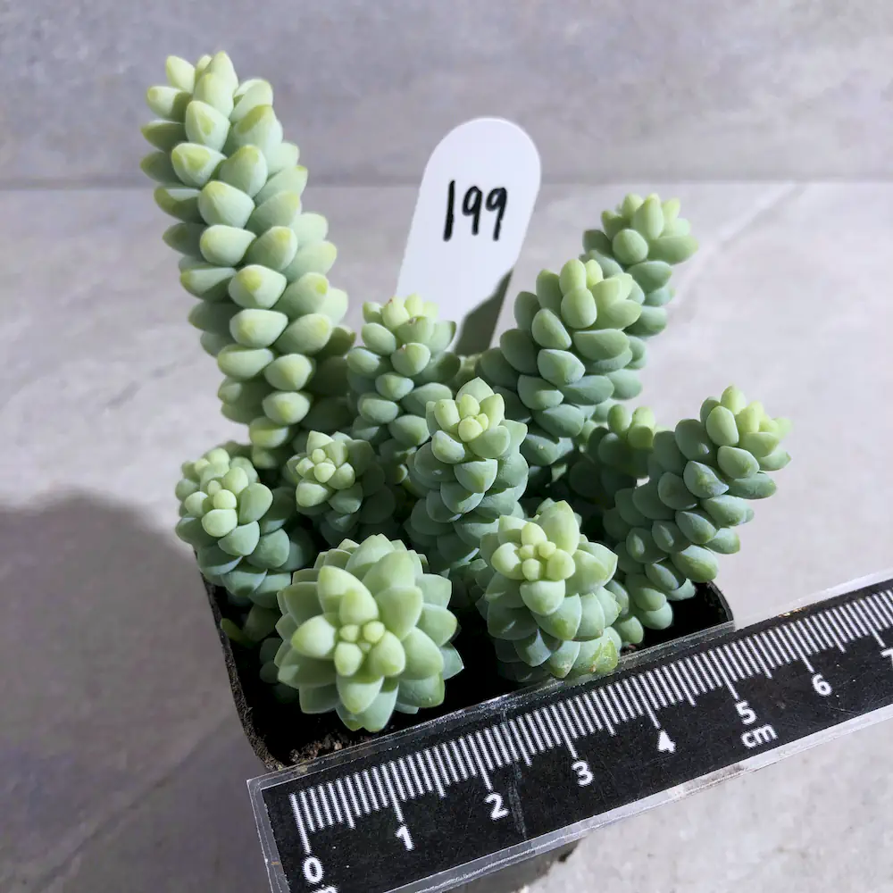Sedum Burrito - Baby Donkey Tail
