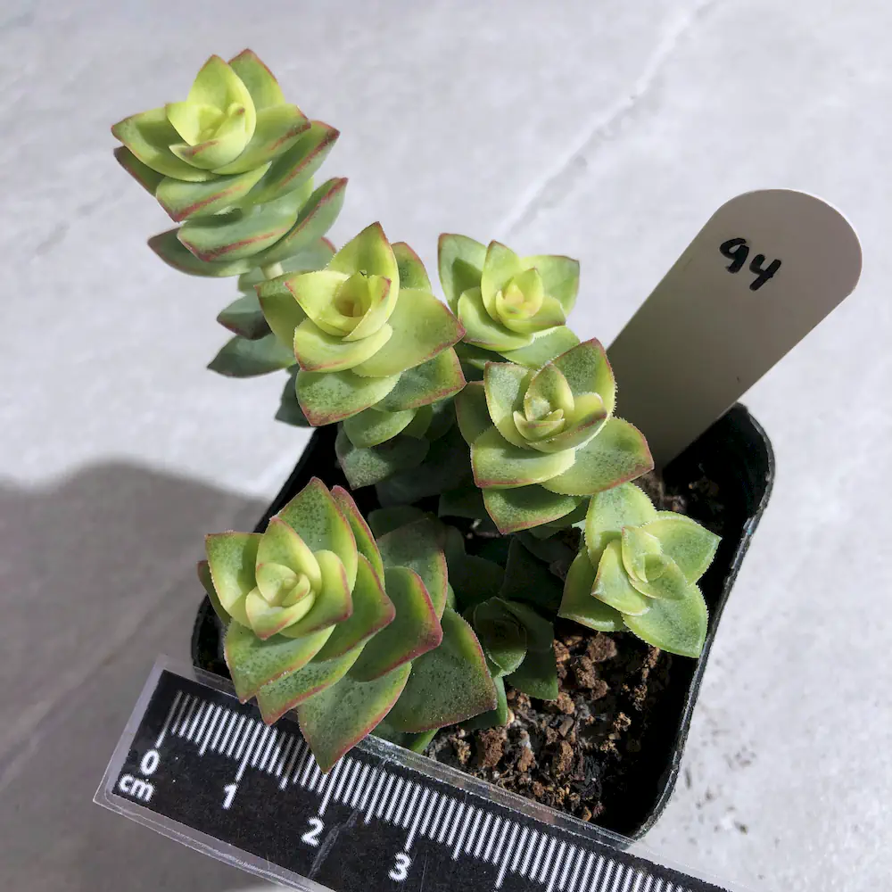 Crassula Perforata Variegated - String of Buttons
