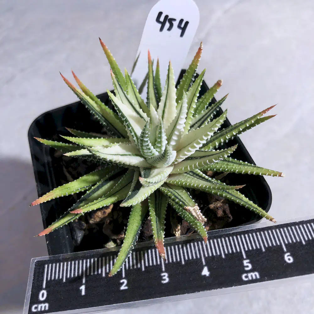 Haworthiopsis Attenuata White Variegated
