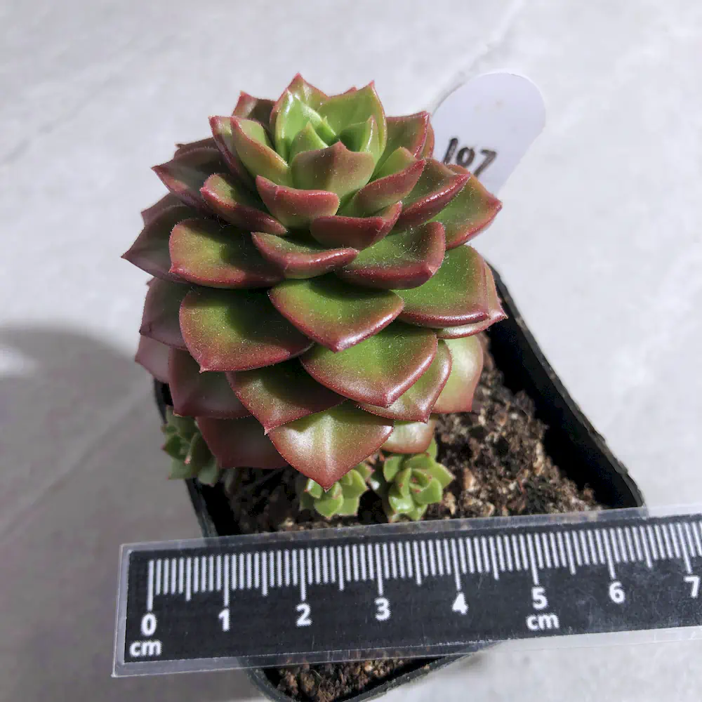 Sedeveria Letizia