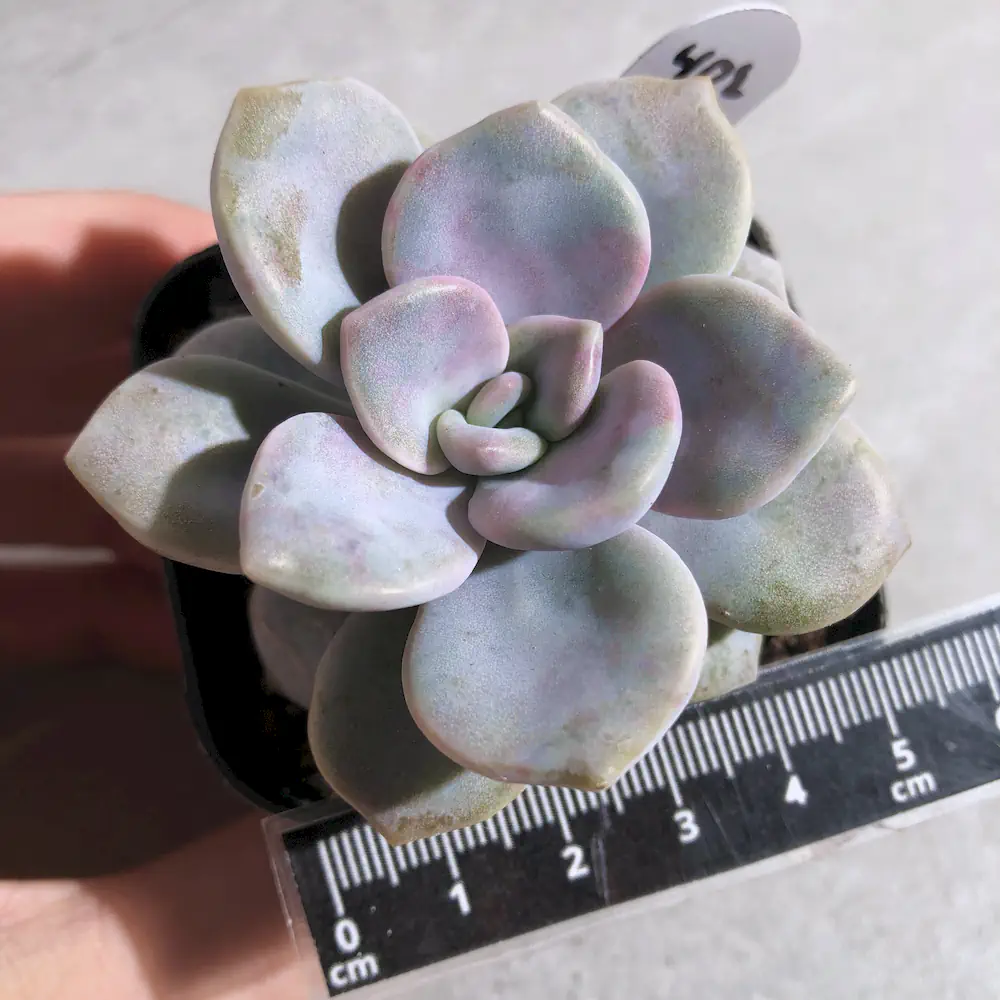 Graptopetalum Roma