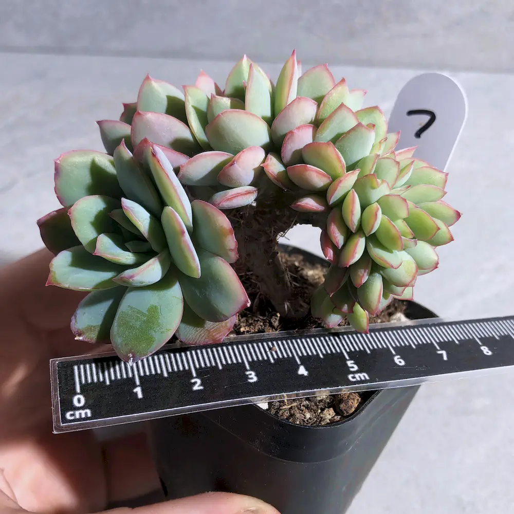 Echeveria Luella Crested