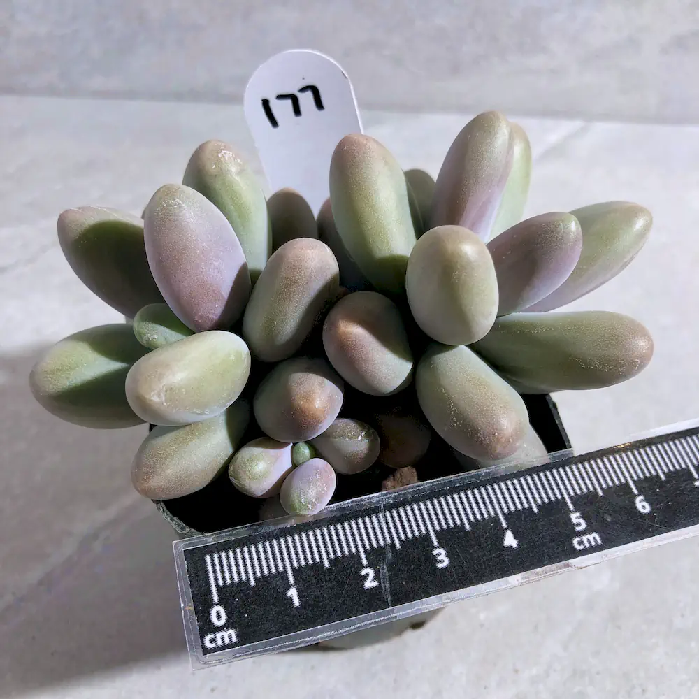 Pachyphytum Fittkaui