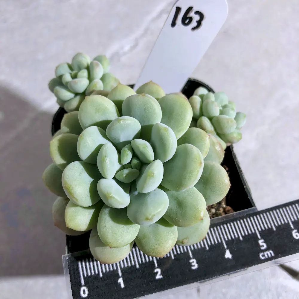Echeveria Little Red Egg