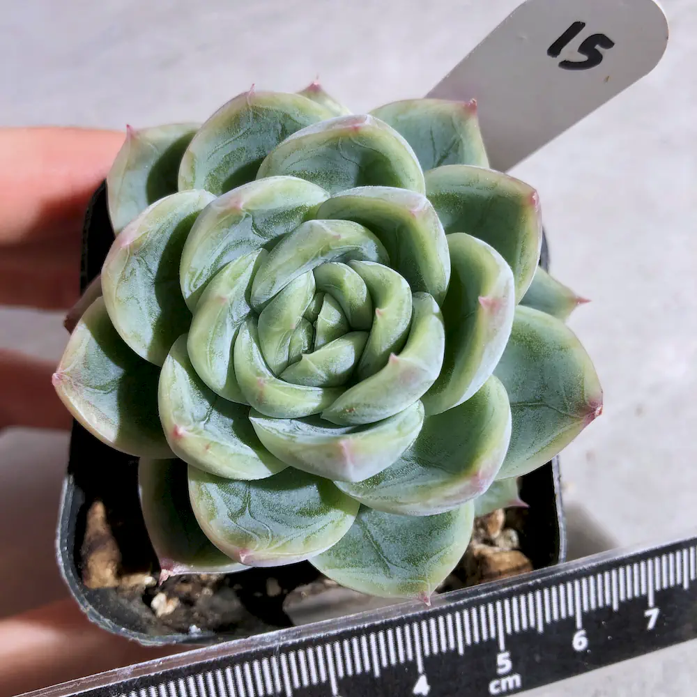Echeveria Hybrid ('Ice Berry' x 'Robin')