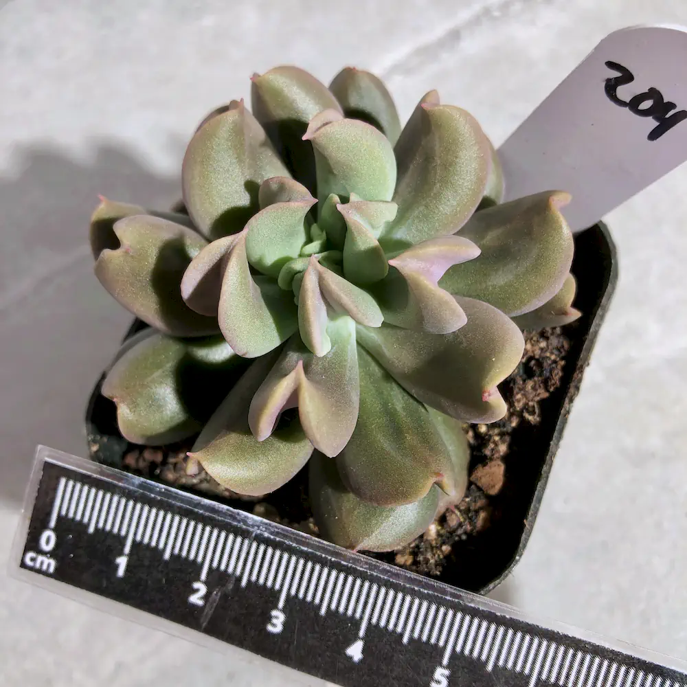 Echeveria Dark Vader