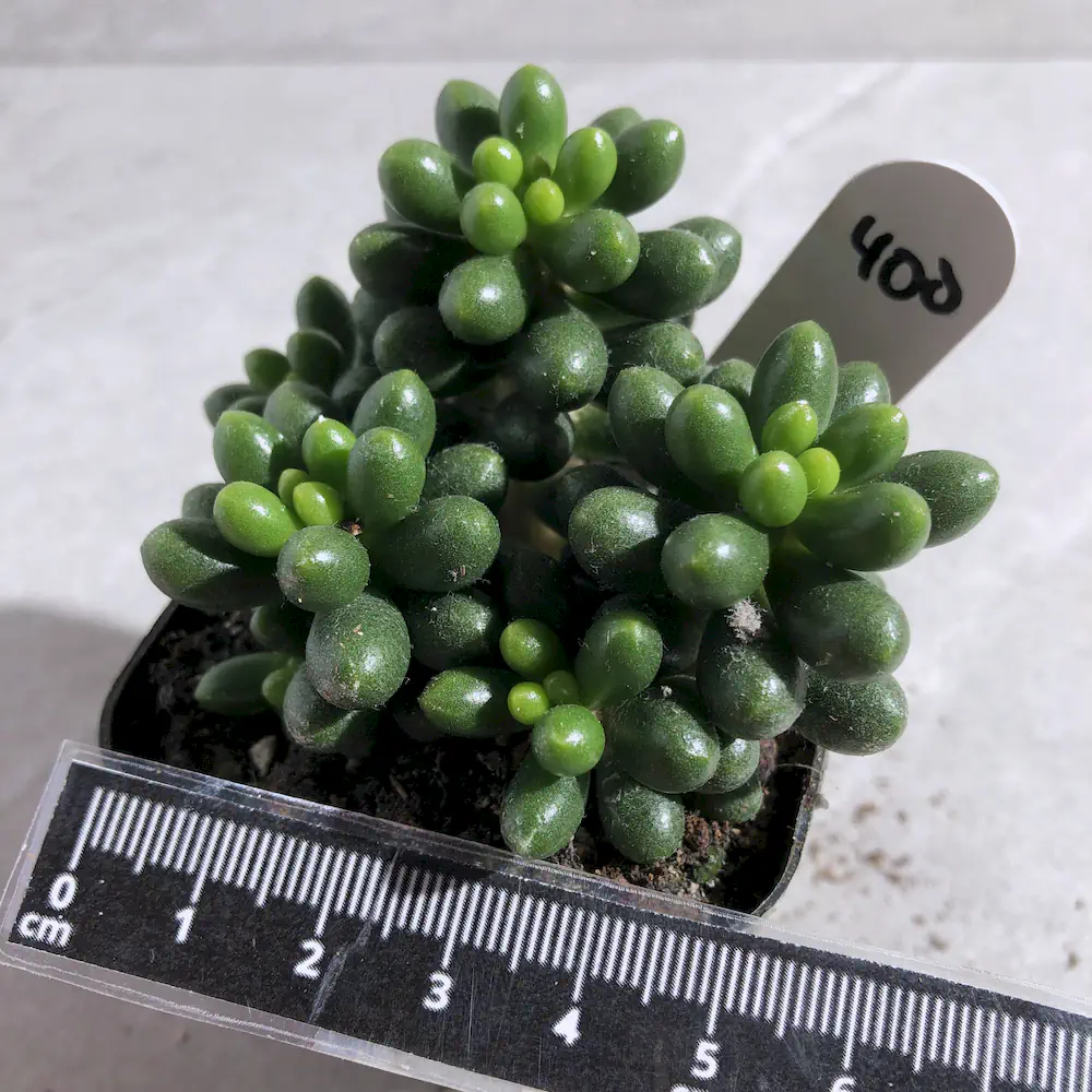 Sedum Hernandezii - Green Turtle Eggs
