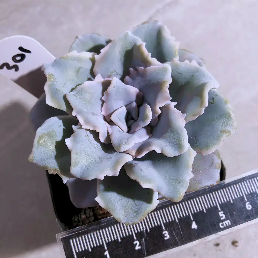 Echeveria Crispate Beauty