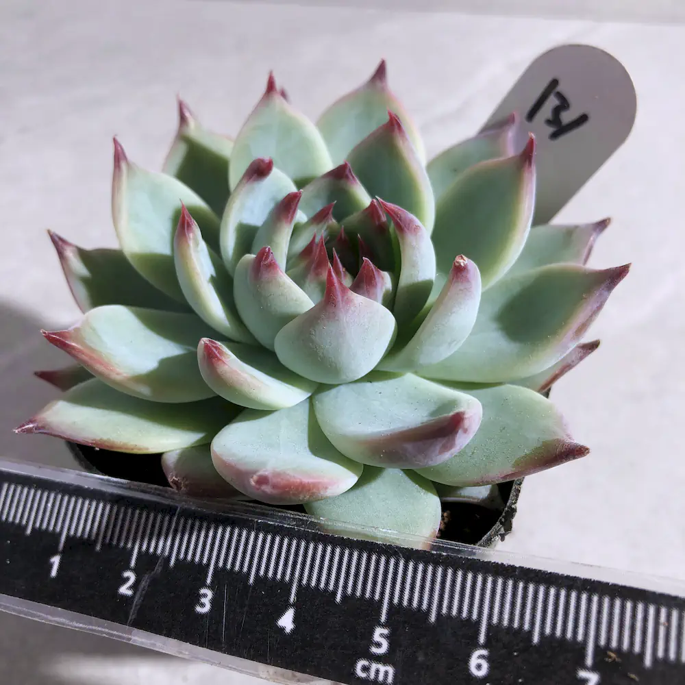 Echeveria Momotarou