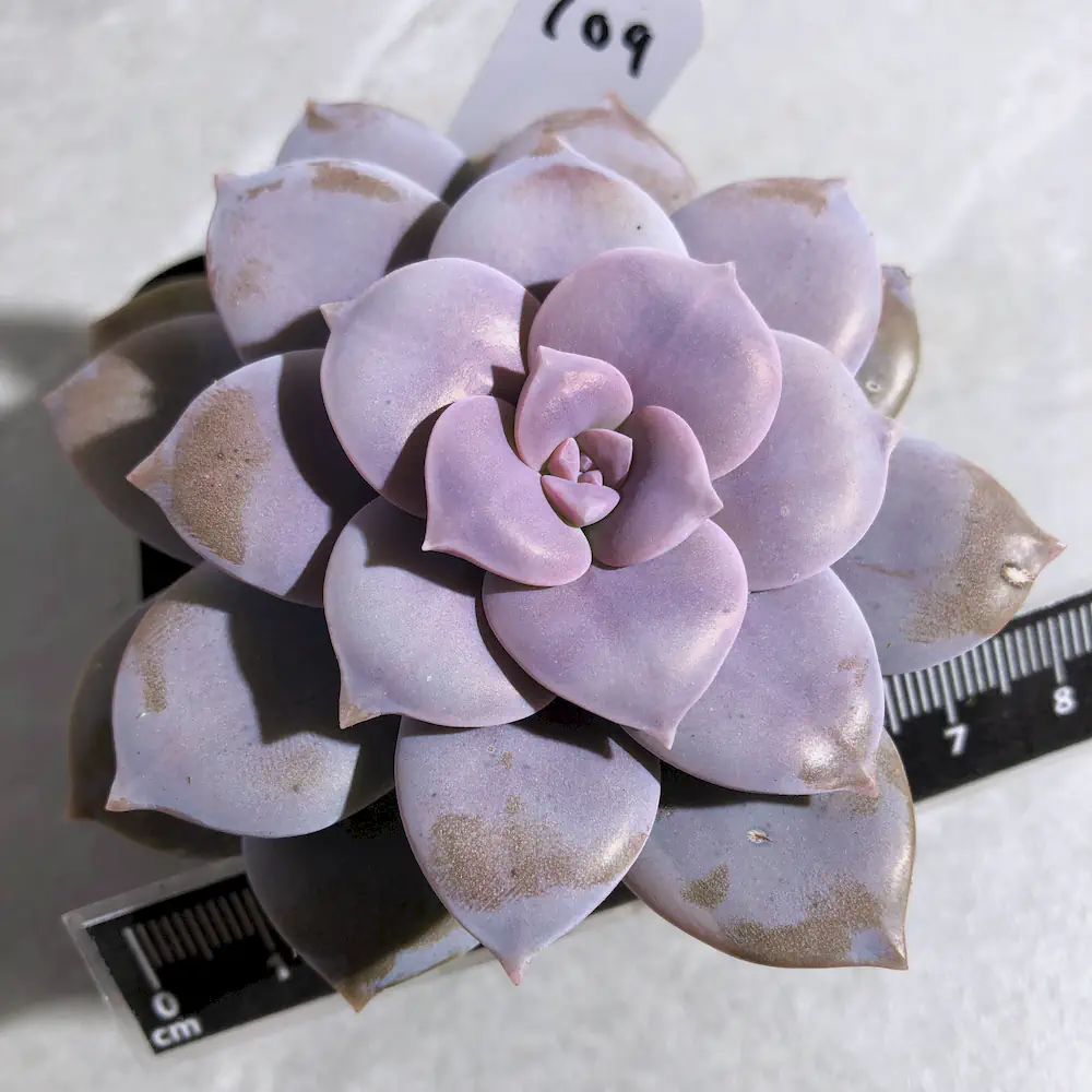 Graptopetalum Superbum - Beautiful Graptopetalum