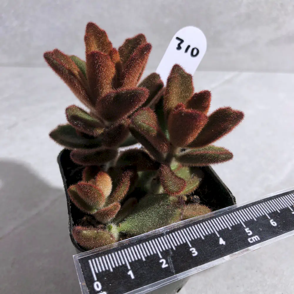 Kalanchoe Tomentosa 'Dorothy Brown'