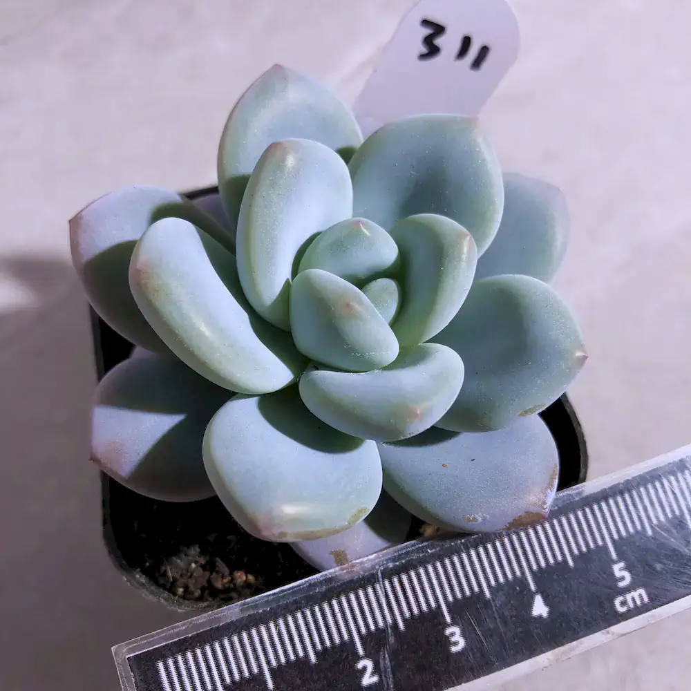 Pachyveria Hybrid (E. Laui x P. 'Elaine')