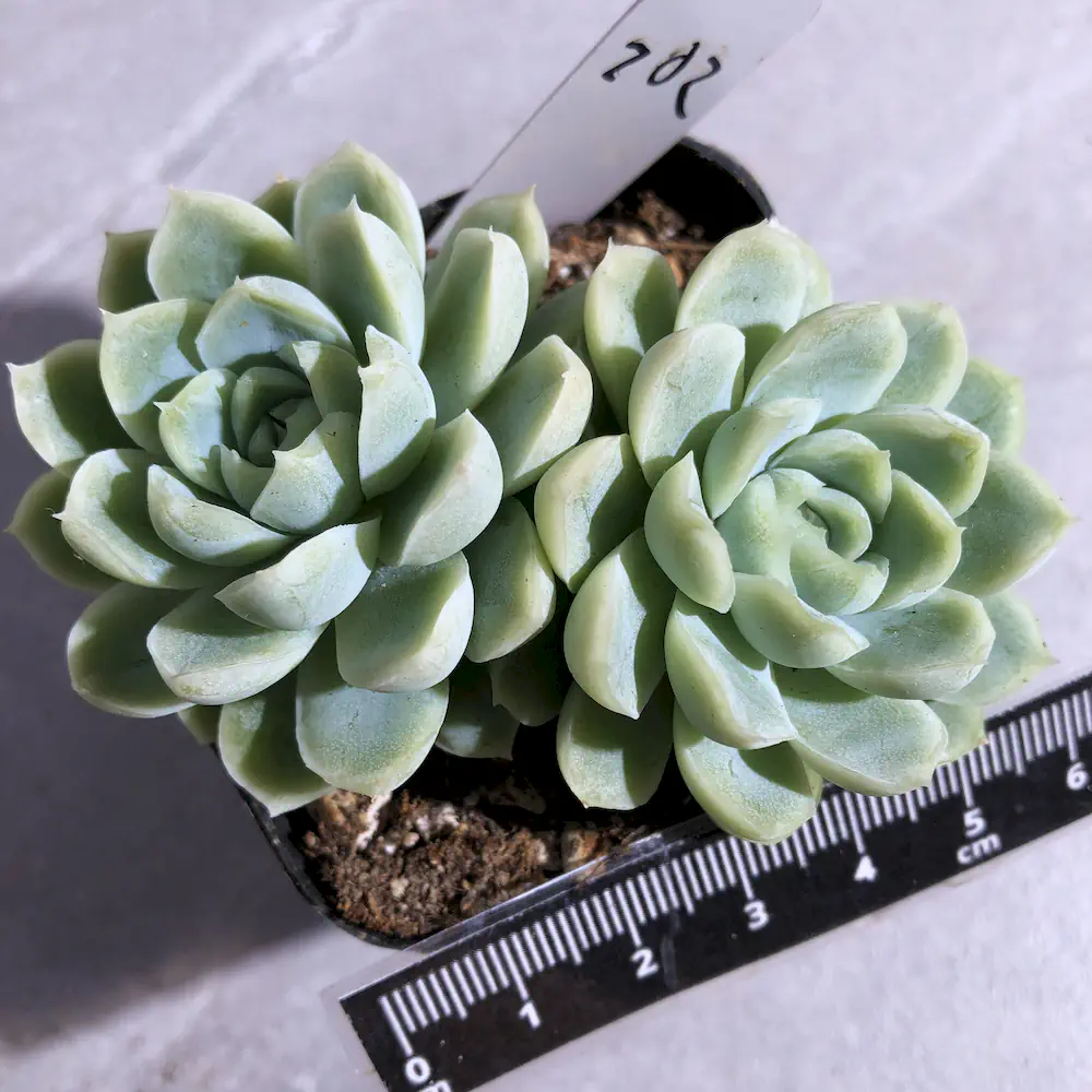 Echeveria Elegans 'Alba White'