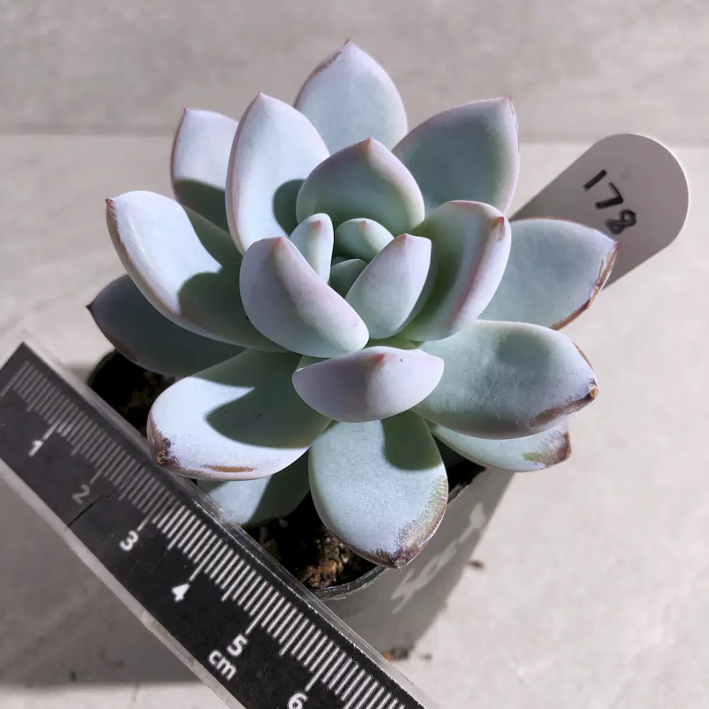 Echeveria Japanese Cherry Star