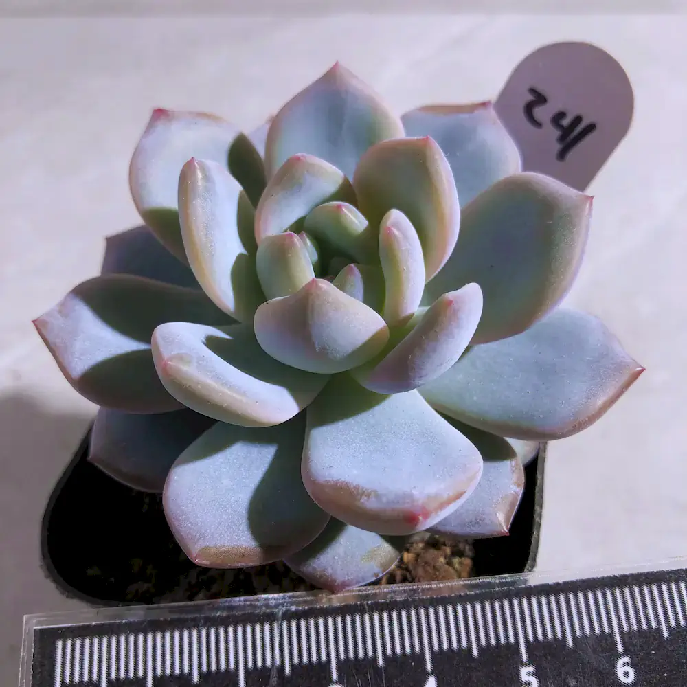 Echeveria Seed-Grown Hybrids - Assorted
