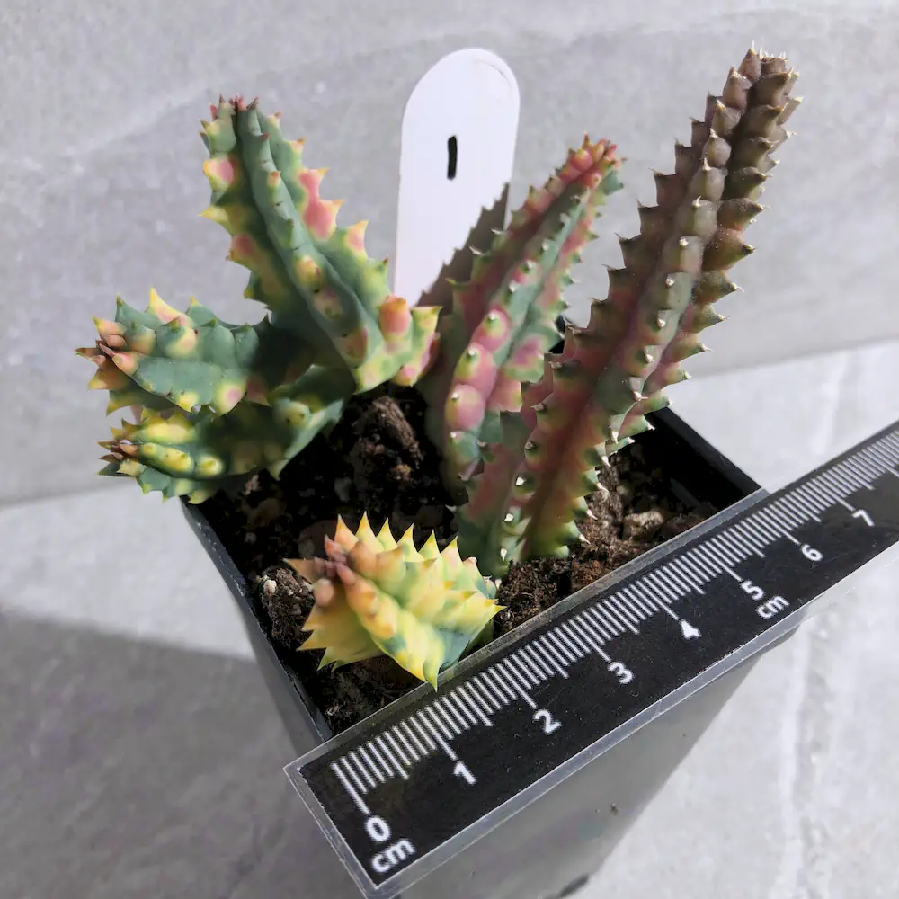 Huernia Zebrina Variegated - Lifesaver Plant