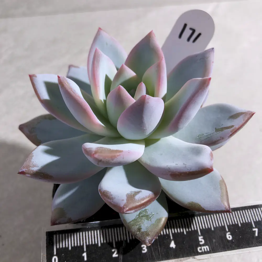 Echeveria Snow Angel Sugar Heart