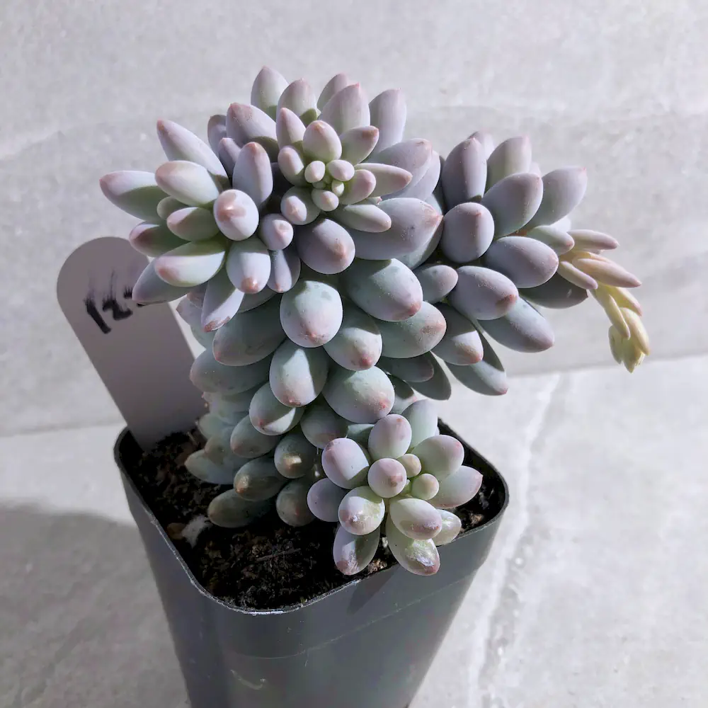 Pachyphytum Machucae - Baby Fingers