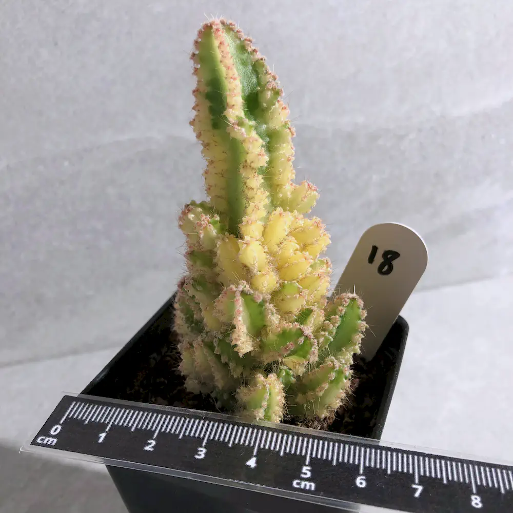 Acanthocereus Tetragonus Variegated - Fairy Castle Cactus