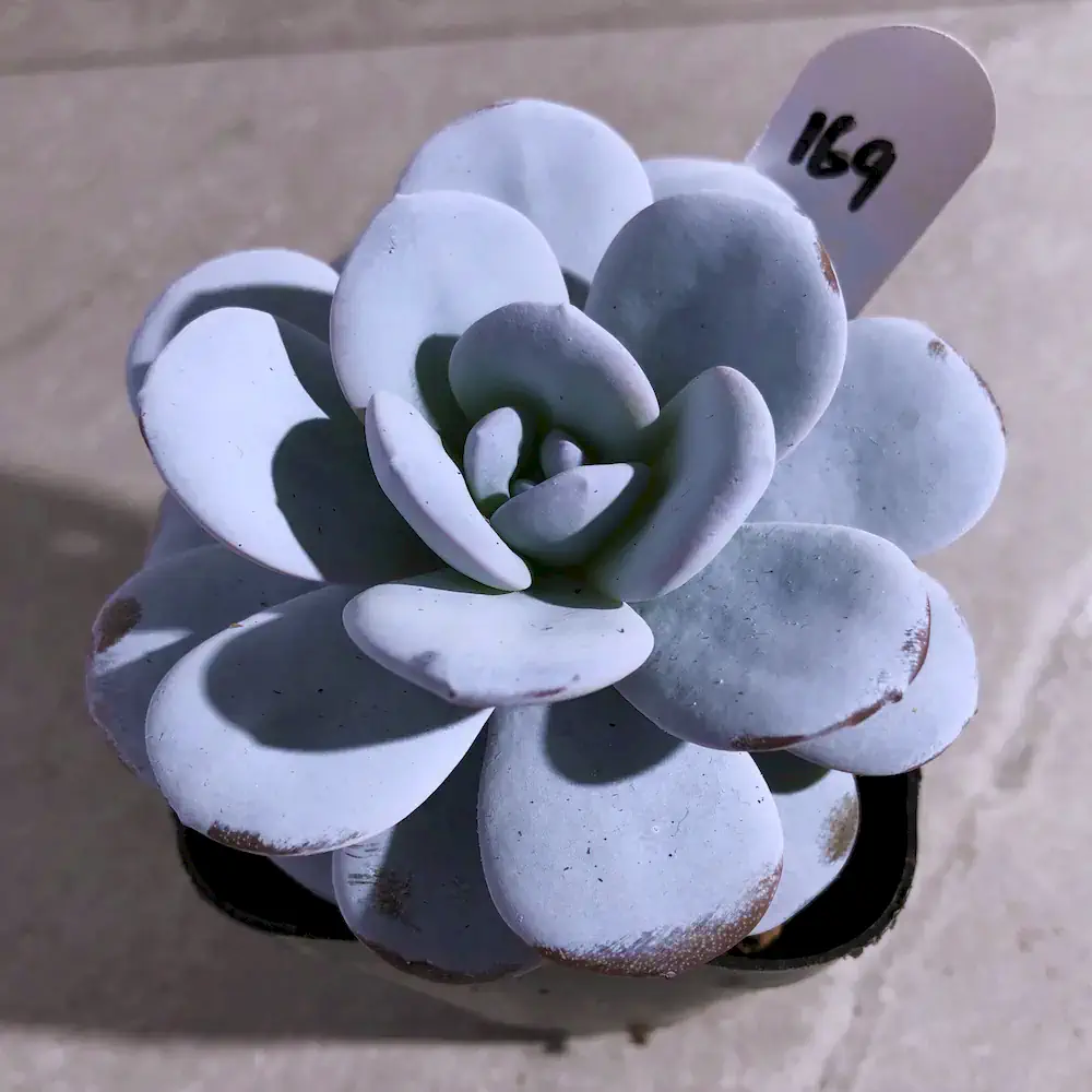 Echeveria Laui