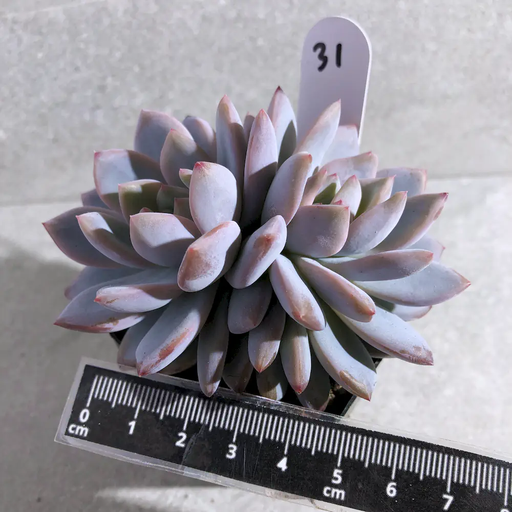 Echeveria Snow Angel