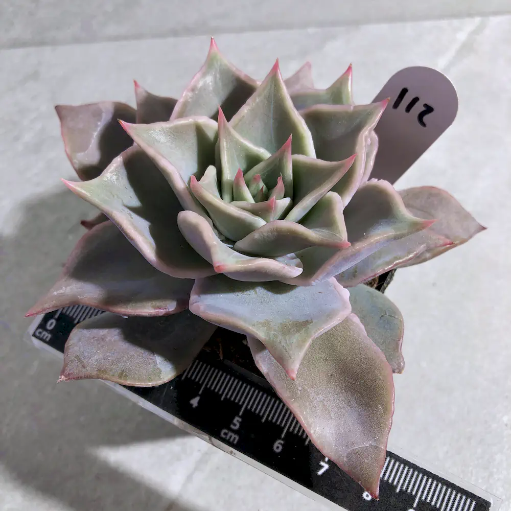 Echeveria Madiba