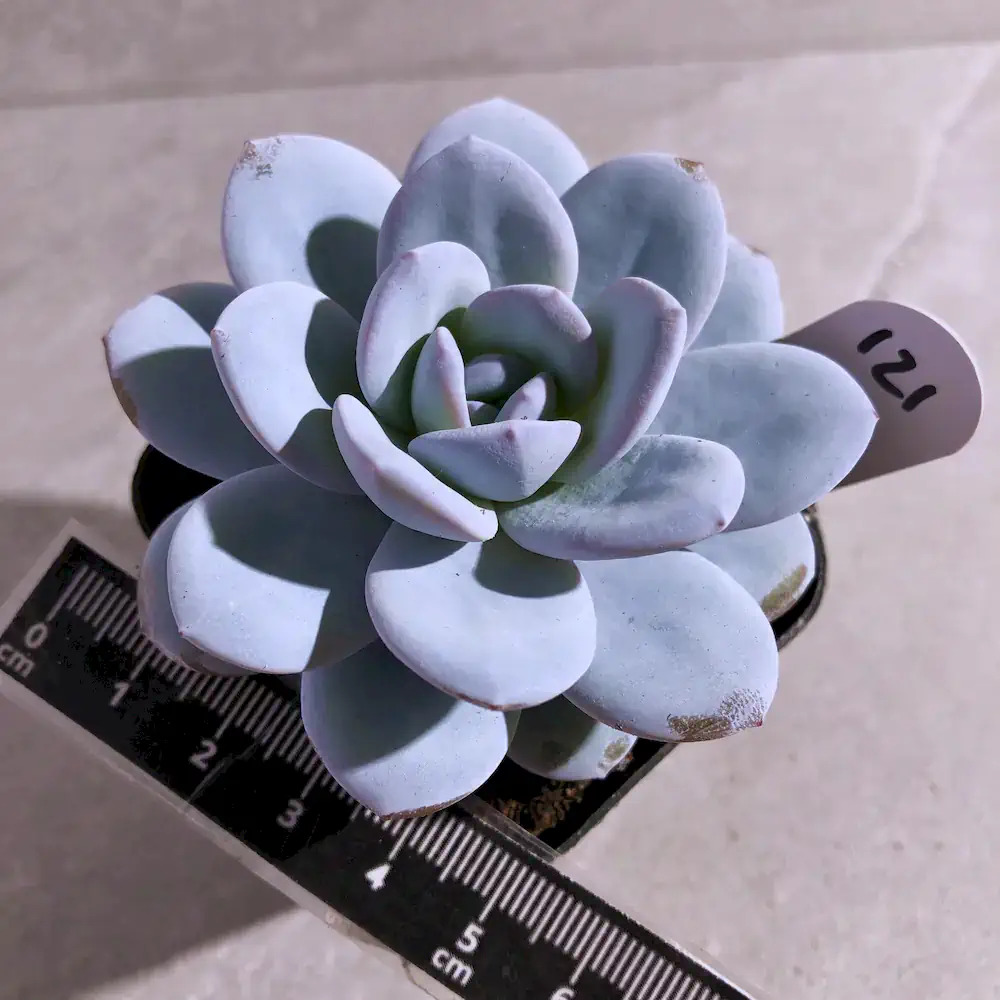 Echeveria Laui Pink