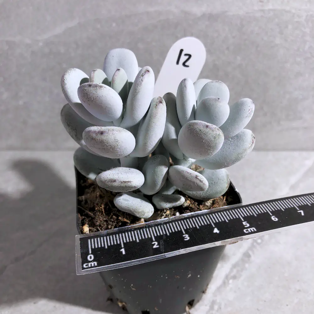 Cotyledon Orbiculata
