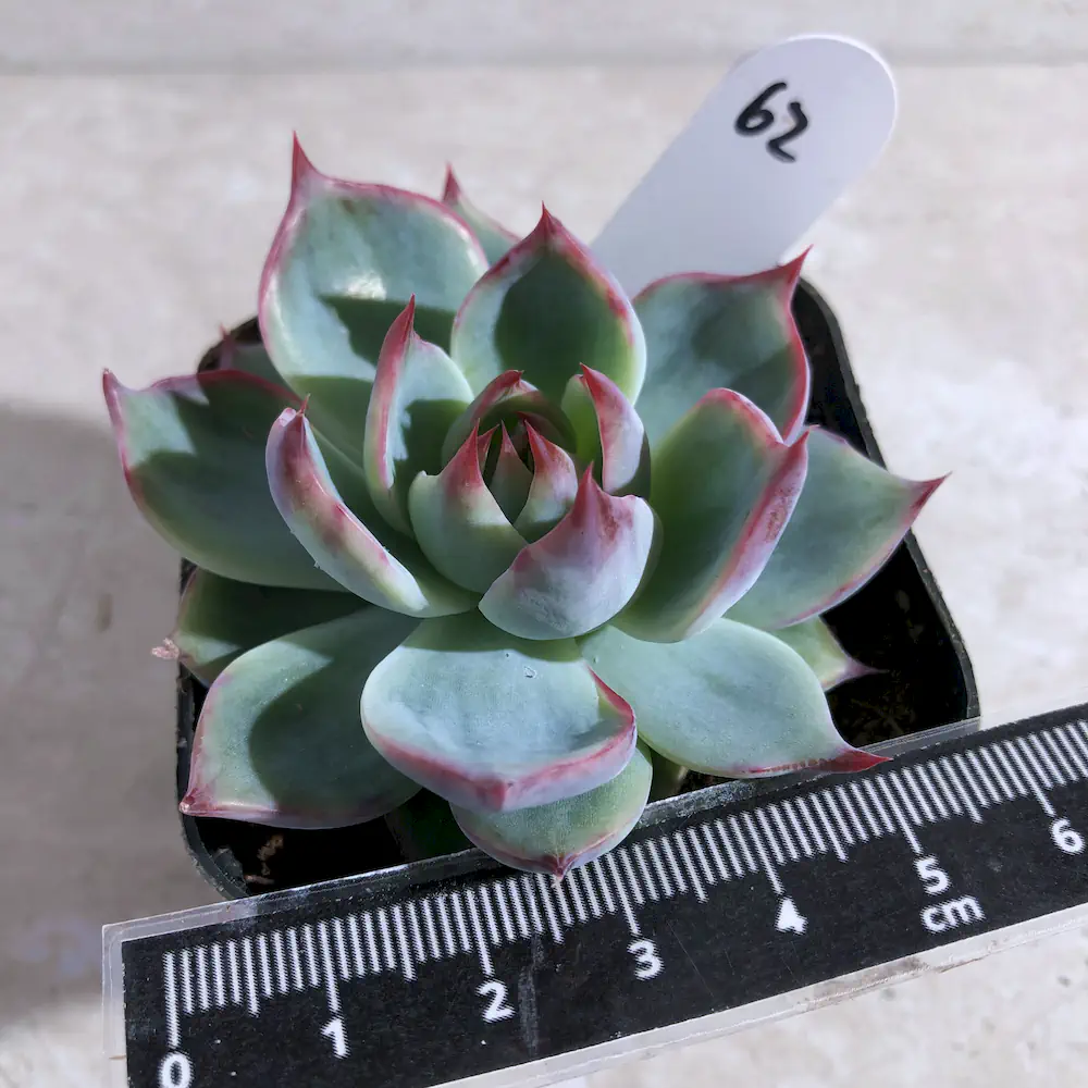 Echeveria Agavoides 'Casio'