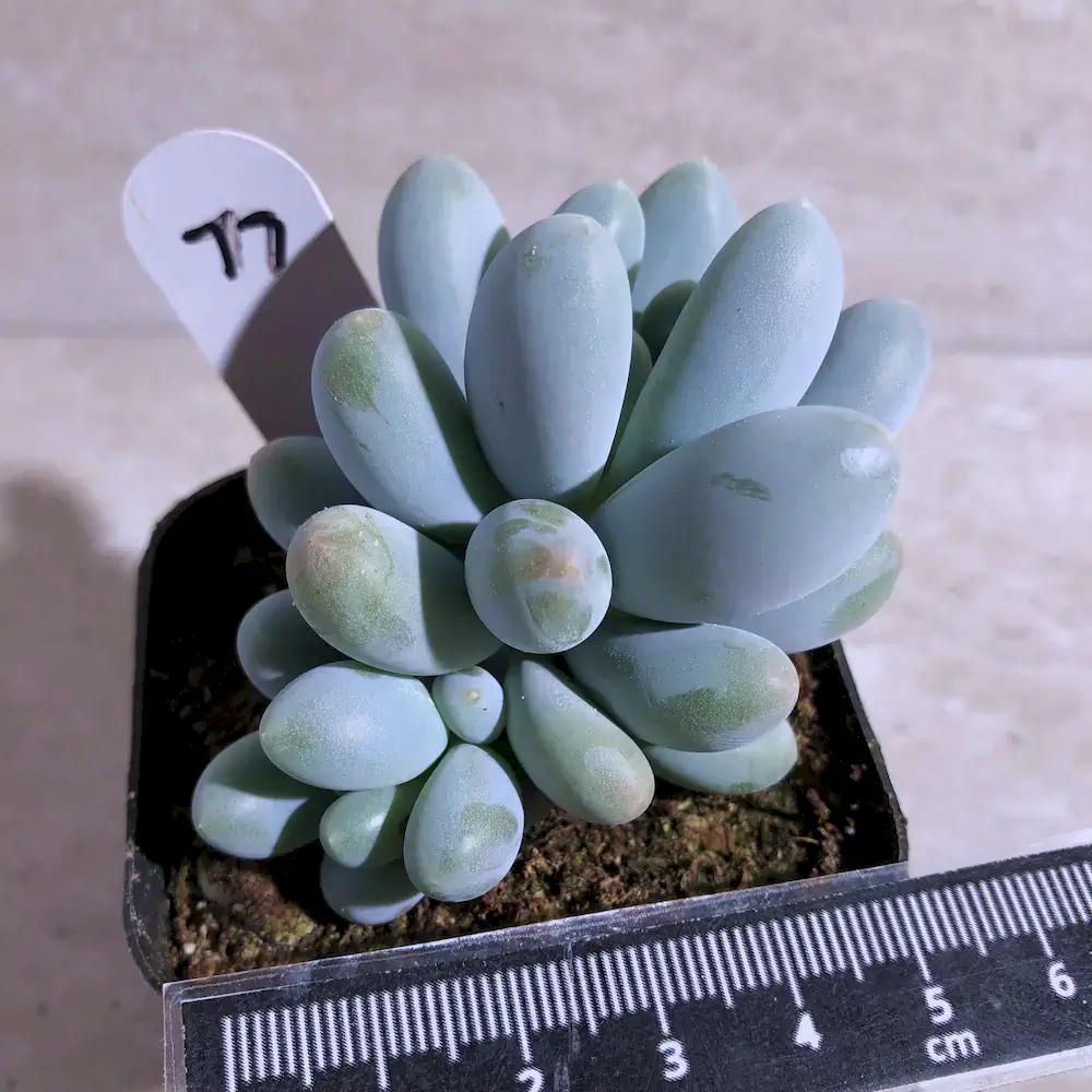 Pachyphytum Sweet Dumpling