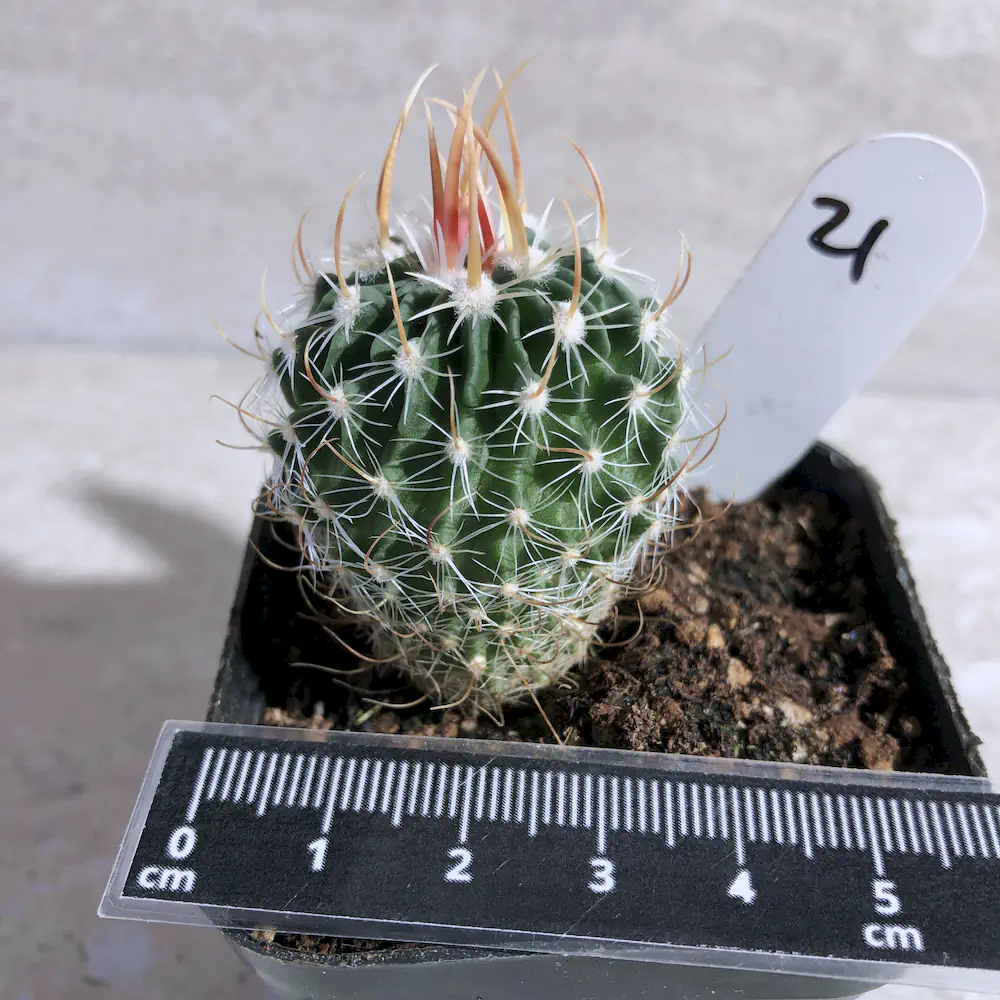 Stenocactus Multicostatus - Brain Cactus