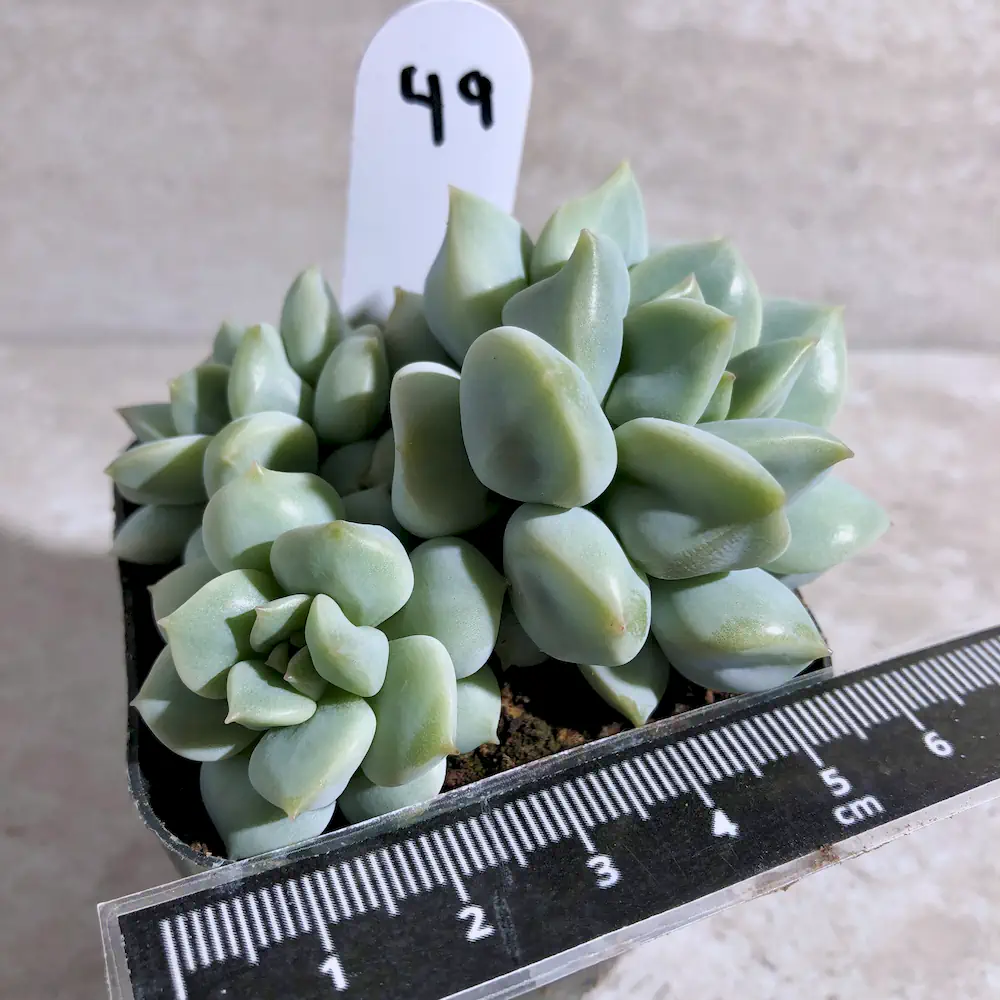 Echeveria Cream Puff