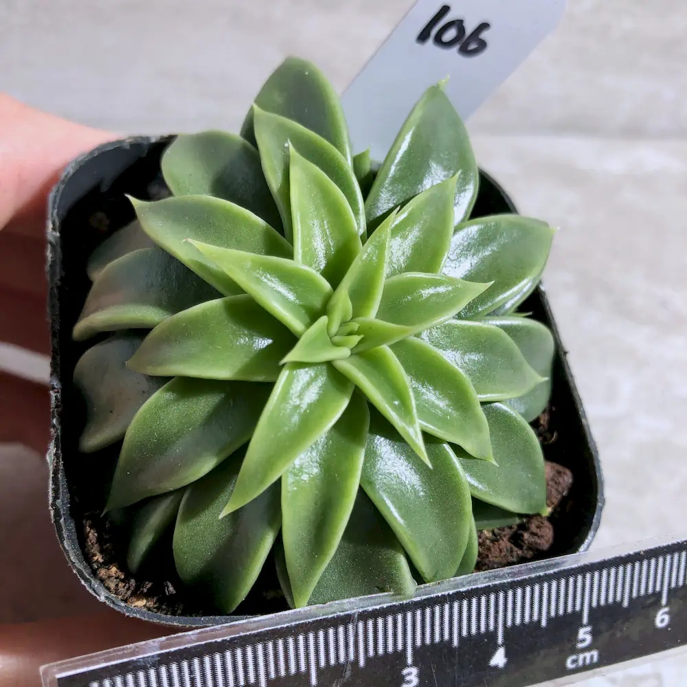 Echeveria Lutea - Yellow Echeveria