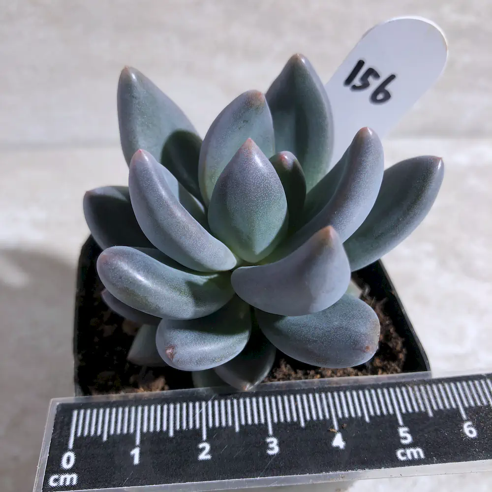 Sedeveria Blue Mist