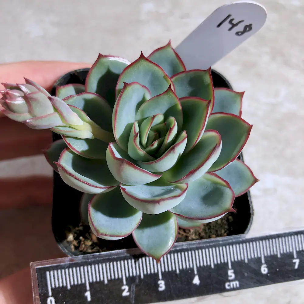 Echeveria Moon Goddess