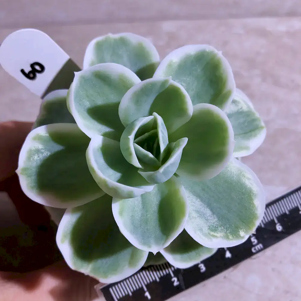 Echeveria Lemon Rose Variegated